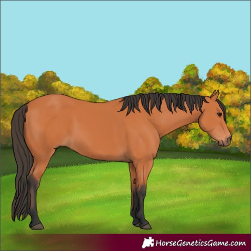 Horse Color:Bay Rabicano