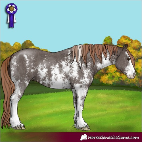 Horse Color:Liver Chestnut Sabino 