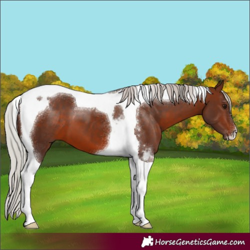 Horse Color:Silver Brown Tobiano 