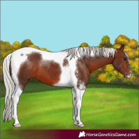 Horse Color:Silver Brown Tobiano