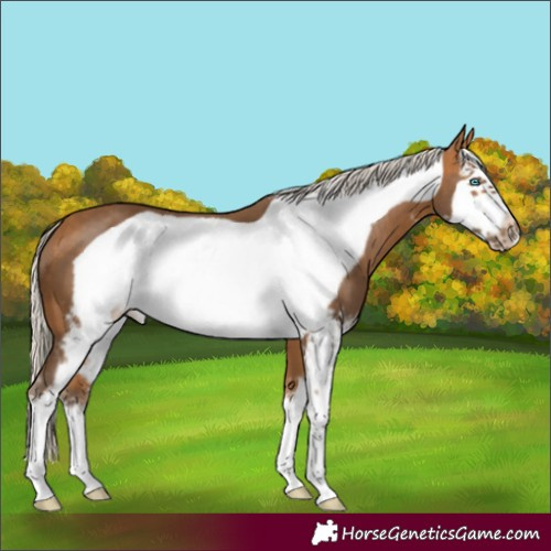 Horse Color:Silver Buckskin Sabino Frame
