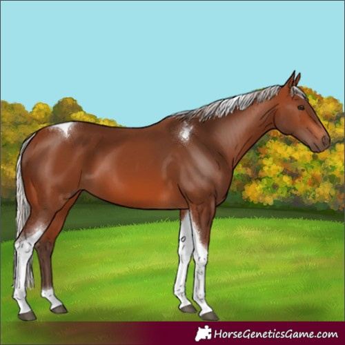 Horse Color:Silver Brown Tobiano