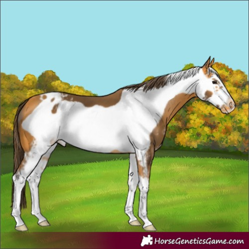 Horse Color:Buckskin Sabino Frame Appaloosa