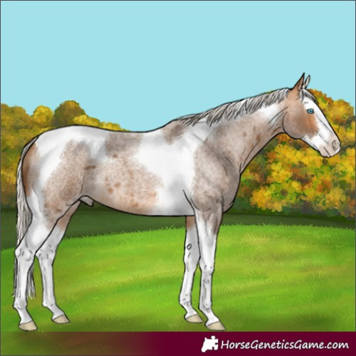 Horse Color:Silver Buckskin Roan Splash Tobiano 