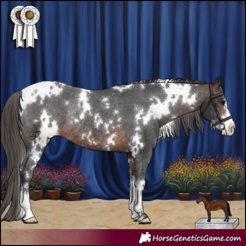 Horse Color:White Spotted Brown Sabino Appaloosa Rabicano 