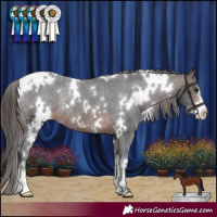 Horse Color:White Spotted Brown Sabino Appaloosa Rabicano 
