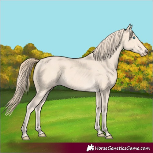 Horse Color:Perlino 