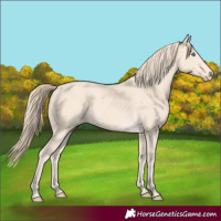 Horse Color:Perlino