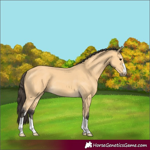 Horse Color:Buckskin 