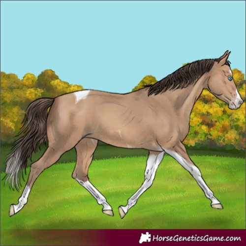 Horse Color:Amber Champagne Splash Tobiano 
