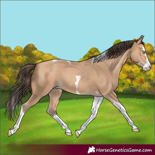 Horse Color:Amber Champagne Splash Tobiano