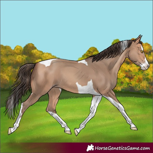 Horse Color:Amber Champagne Splash Tobiano 