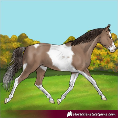 Horse Color:Classic Champagne Splash Tobiano