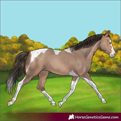 Horse Color:Amber Champagne Splash Tobiano 