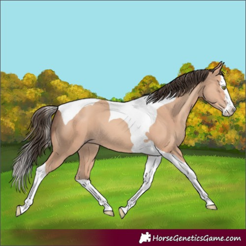 Horse Color:Amber Champagne Splash Tobiano 