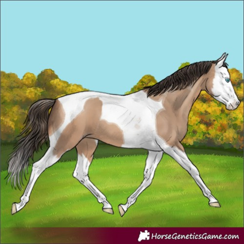 Horse Color:Amber Champagne Splash Tobiano 