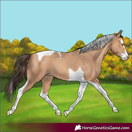 Horse Color:Amber Champagne Splash Tobiano 