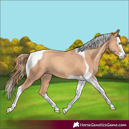 Horse Color:Gold Champagne Splash Tobiano