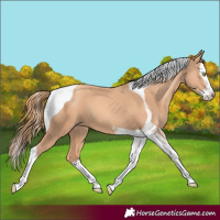 Horse Color:Gold Champagne Splash Tobiano 