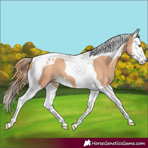 Horse Color:Gold Champagne Splash Tobiano
