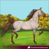 Horse Color:Red Dun Roan 