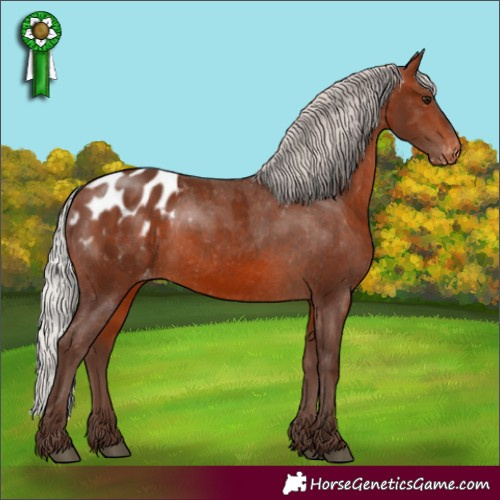 Horse Color:Silver Brown Appaloosa 