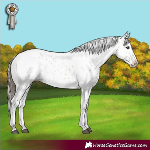 Horse Color:Buckskin Sabino Appaloosa Rabicano