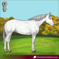 Horse Color:Buckskin Sabino Blanket Rabicano 