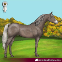 Horse Color:Silver Black Sabino Rabicano