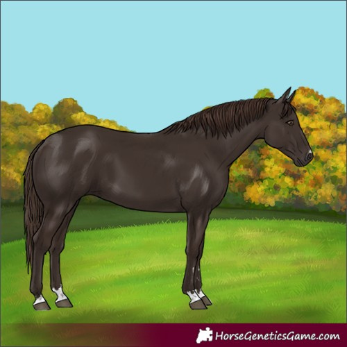 Horse Color:Liver Chestnut 