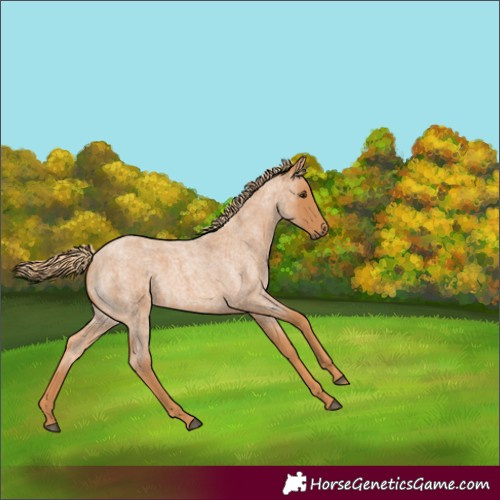 Horse Color:Red Roan 