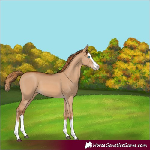 Horse Color:Red Dun Splash