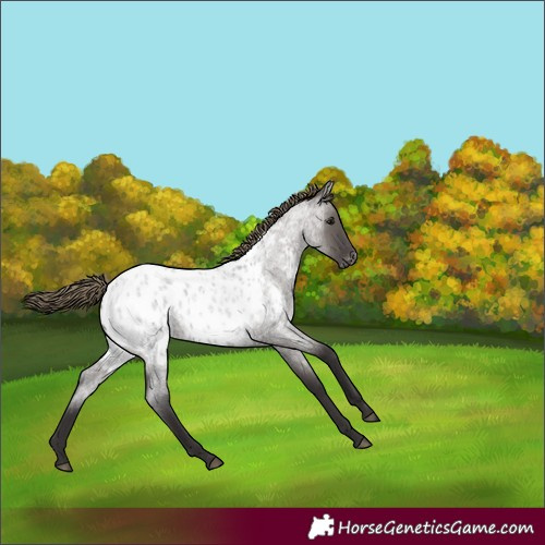 Horse Color:Smoky Grullo Roan Appaloosa 