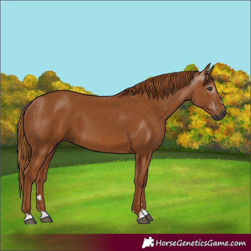 Horse Color:Gray Chestnut 