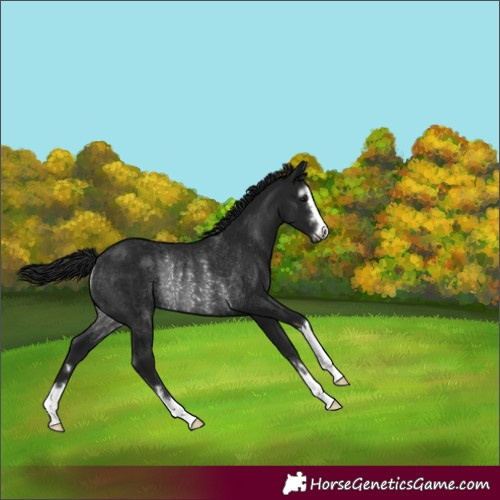 Horse Color:Gray Smoky Black Rabicano