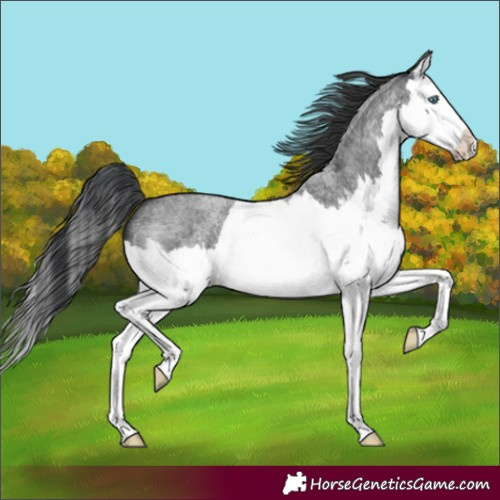 Horse Color:Blue Roan Splash