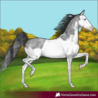 Horse Color:Blue Roan Splash