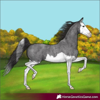 Horse Color:Smoky Blue Roan Splash 
