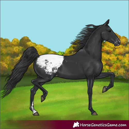 Horse Color:Black Appaloosa