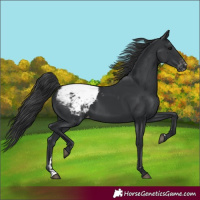 Horse Color:Black Appaloosa