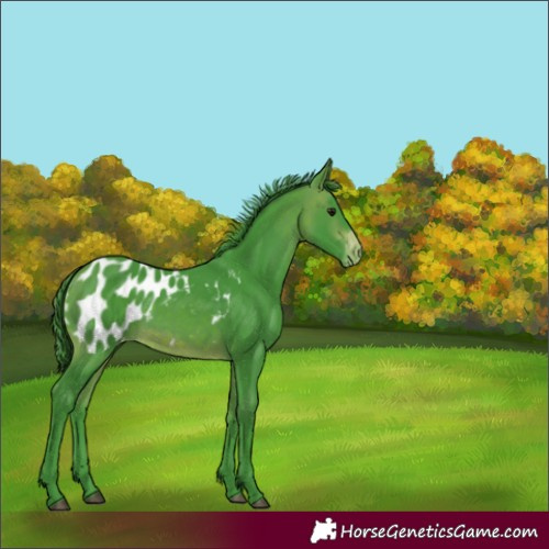 Horse Color:Watercolor Brown Blanket 