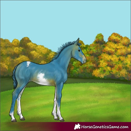 Horse Color:Watercolor White Spotted Brown Varnish Rabicano