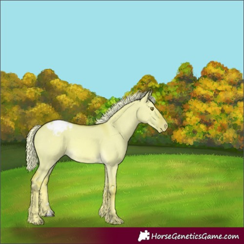 Horse Color:Watercolor Palomino Dun Appaloosa