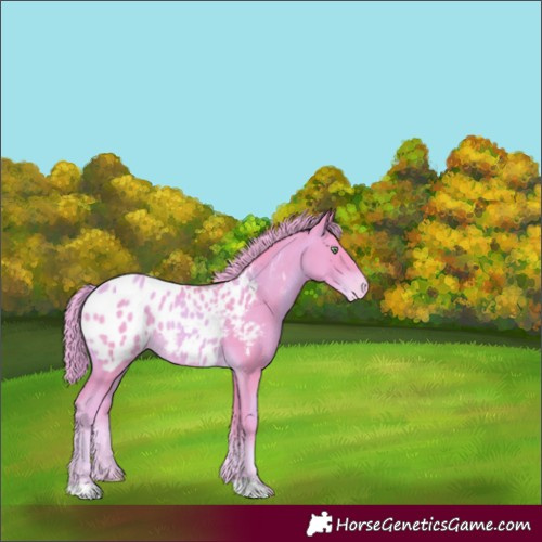 Horse Color:Watercolor Gold Champagne Appaloosa 