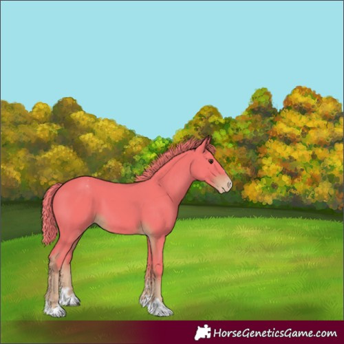 Horse Color:Watercolor Liver Chestnut Varnish