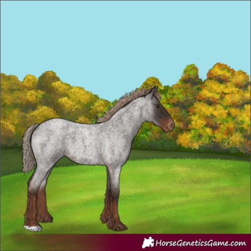 Horse Color:Liver Red Roan Varnish