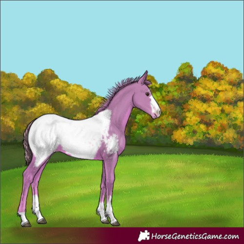 Horse Color:Watercolor Chestnut Appaloosa 