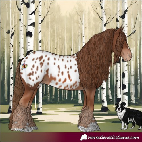 Horse Color:Chestnut Appaloosa 