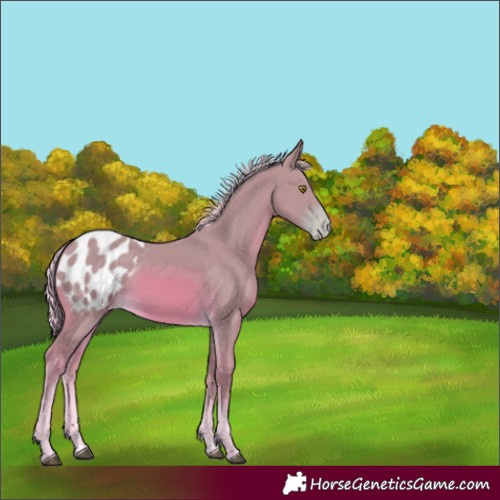 Horse Color:Watercolor Palomino Appaloosa