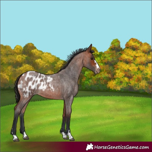 Horse Color:Bay Roan Appaloosa